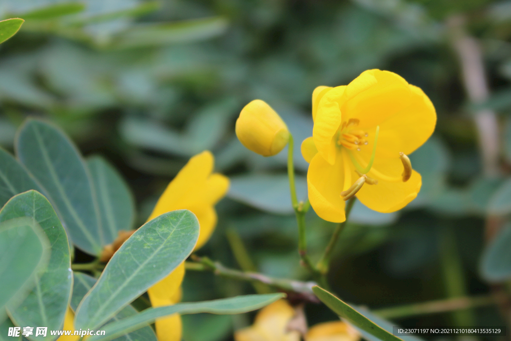 黄花