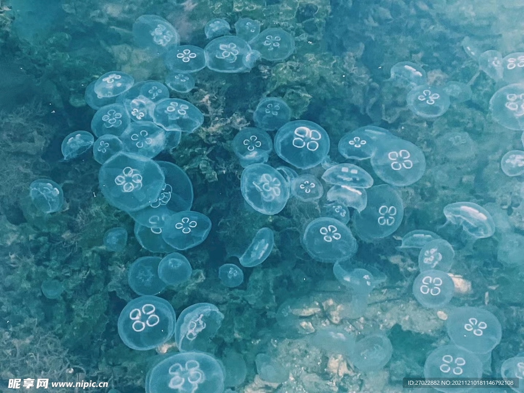 水母