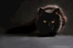 黑猫警长