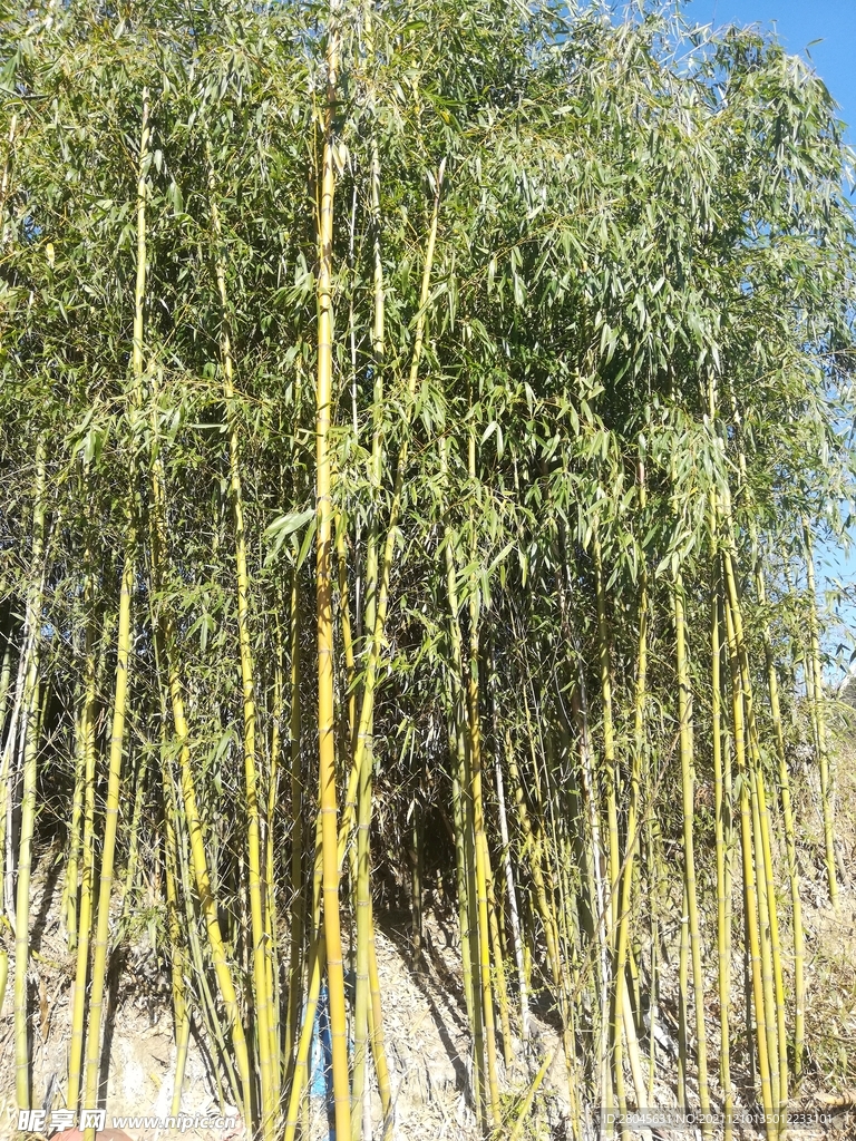 密集的竹子林