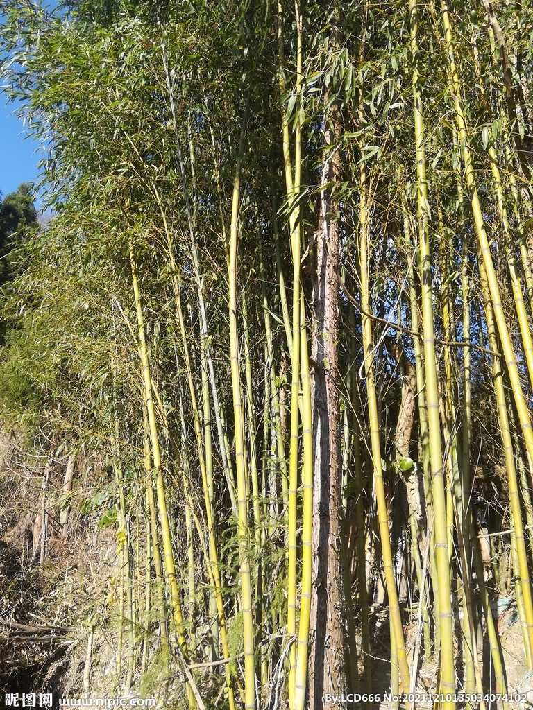 细竹林