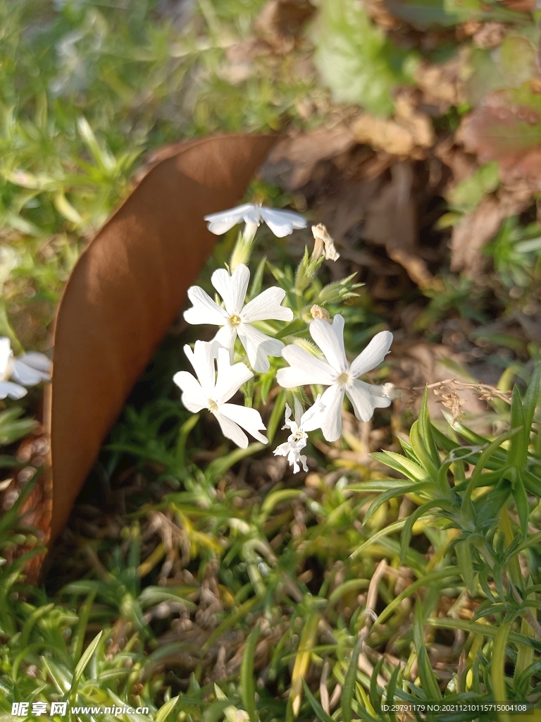 野花