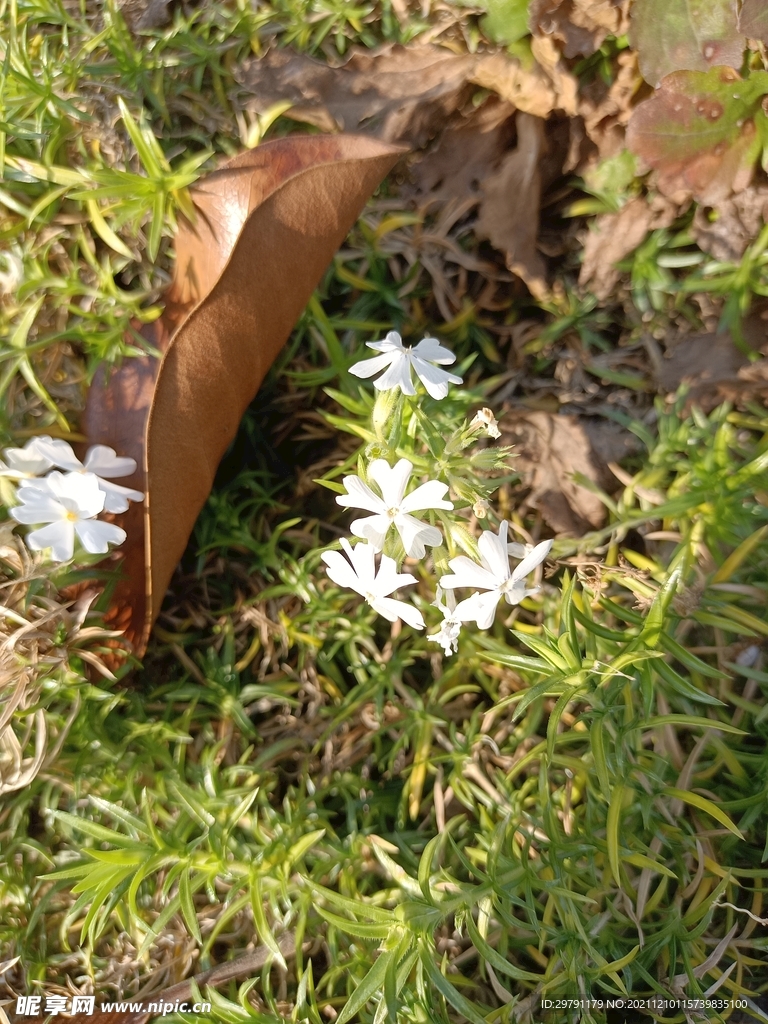 野花