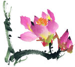 玉兰花