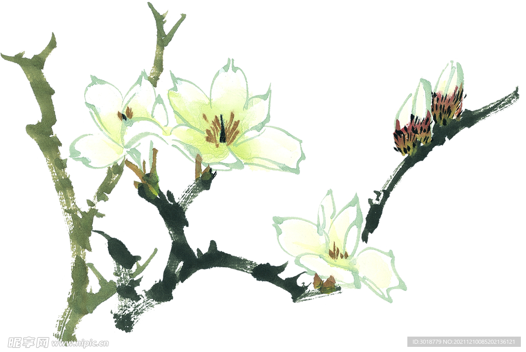 玉兰花