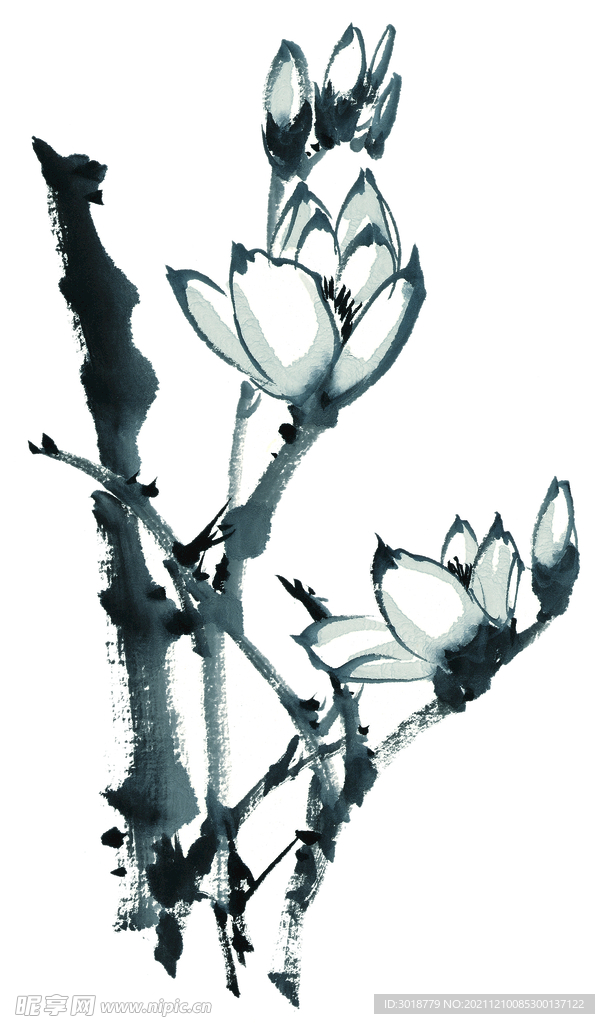玉兰花