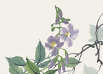 百花争艳 