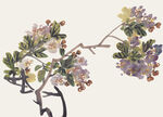 百花争艳 