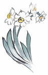 百花争艳 