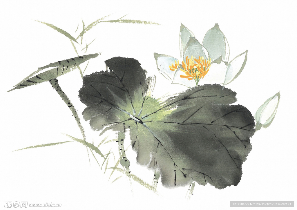 荷花