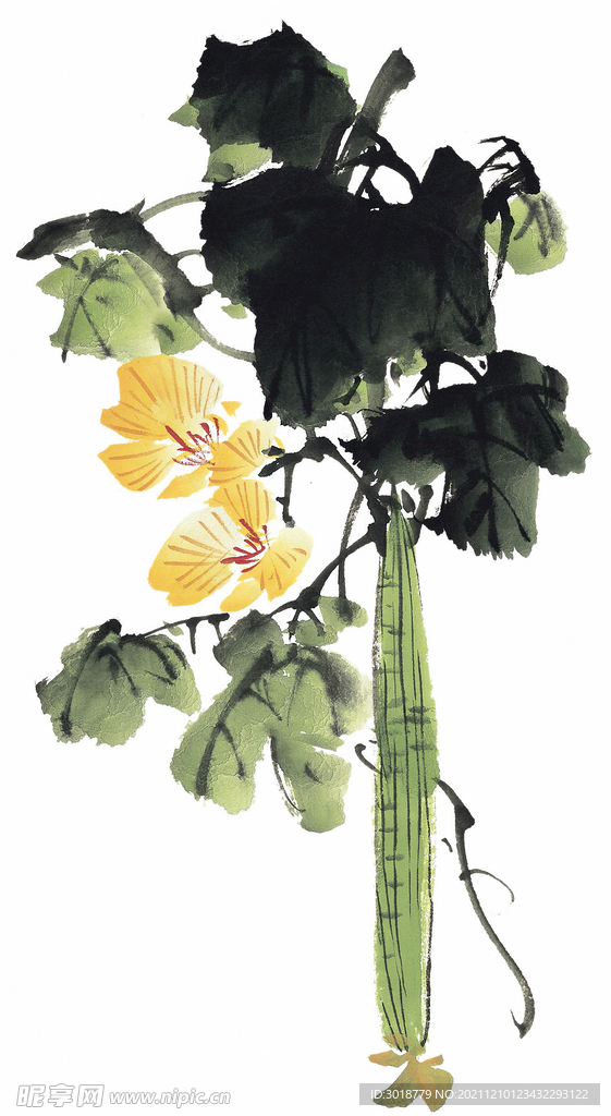 丝瓜
