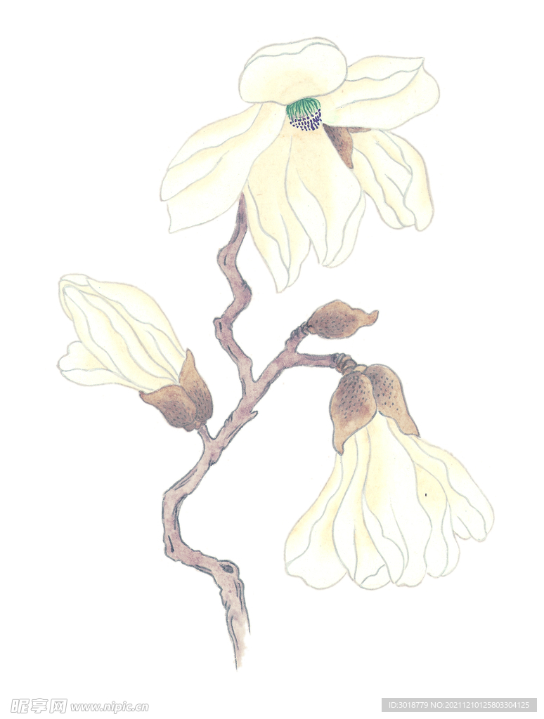 玉兰