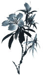 百花争艳  
