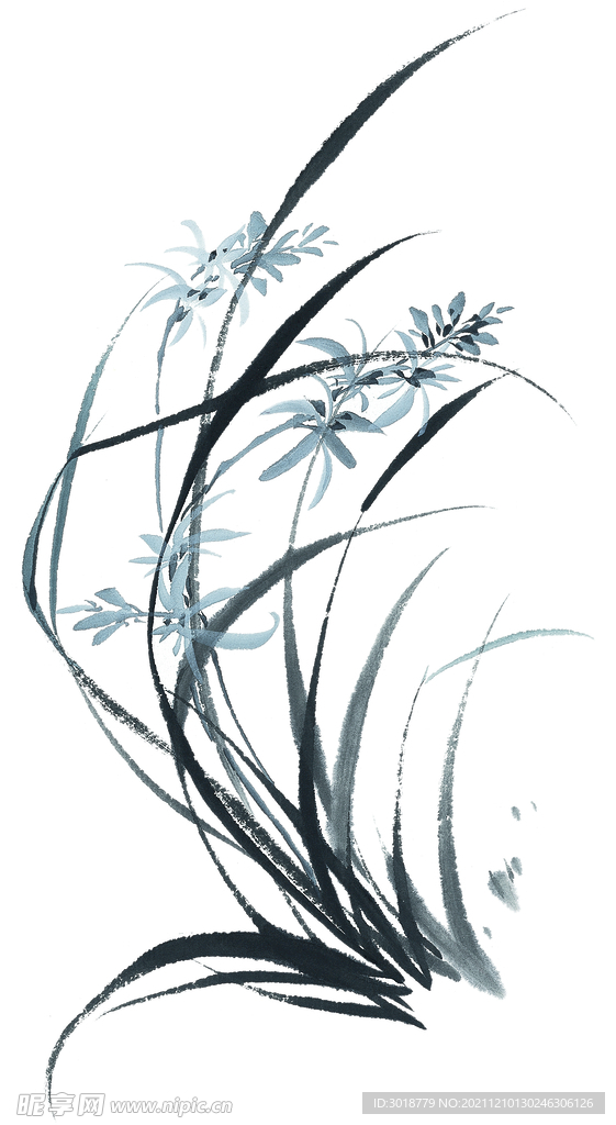 兰花