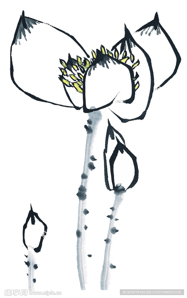 荷花