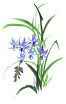 百花争艳 