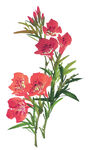 百花争艳 