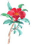 百花争艳  