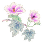 百花争艳