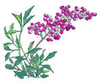 百花争艳
