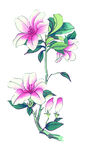 百花争艳  
