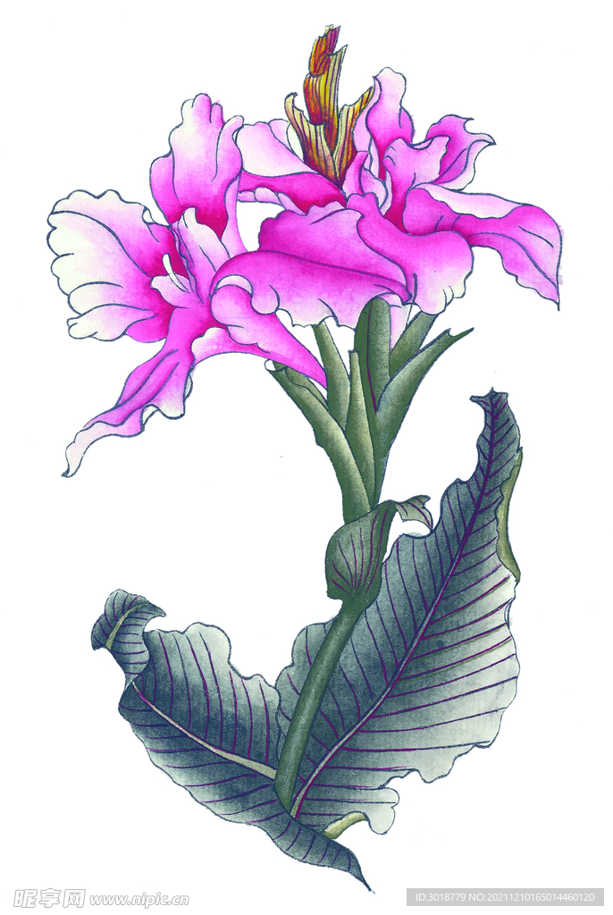 百花争艳 