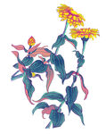 百花争艳  