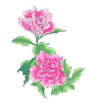 牡丹