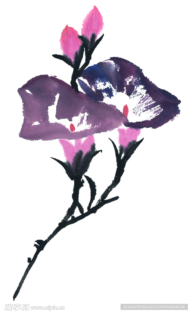 牵牛花