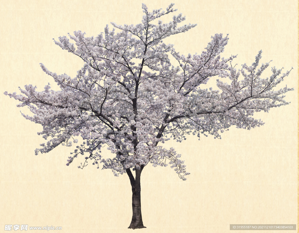 樱花树写实素材