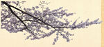 樱花树写实素材
