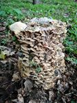 枯树上的蘑菇