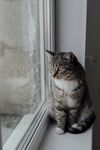 猫咪