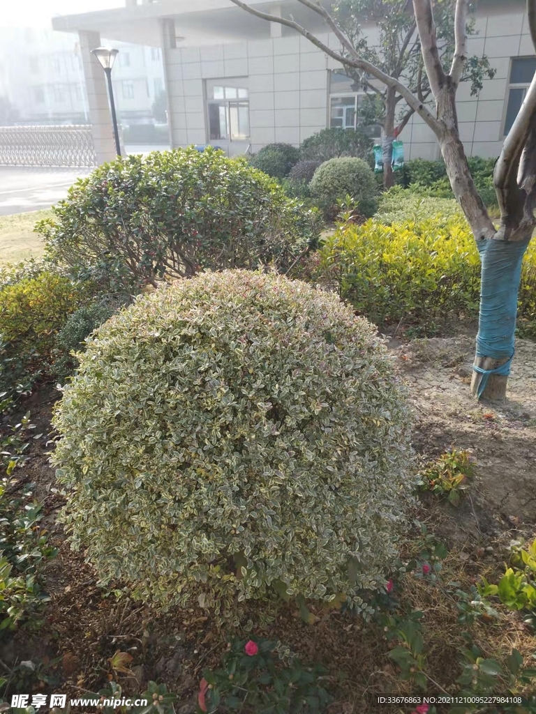 花木