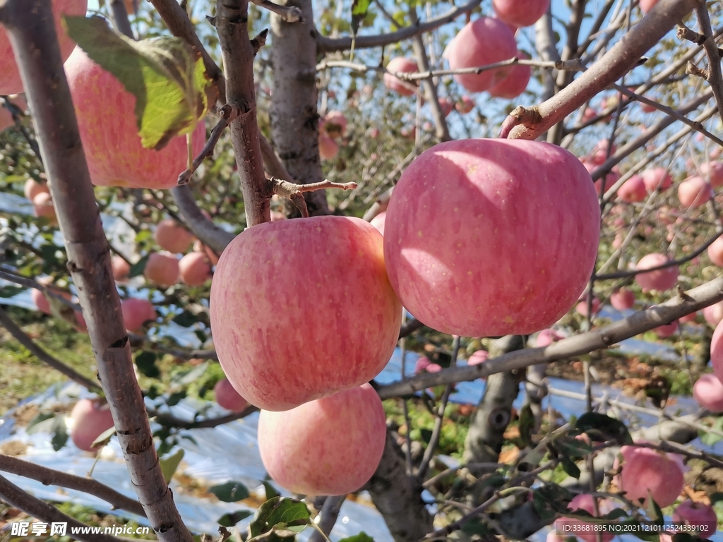 苹果