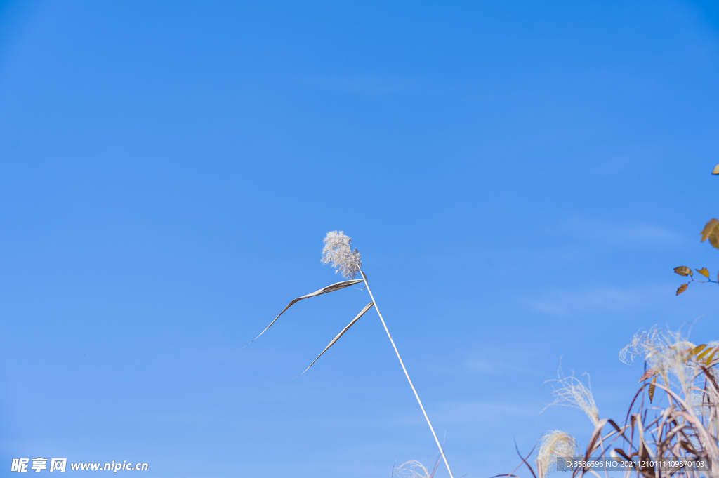 蓝天下芦苇花