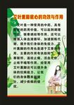 艾叶熏脚底心的功效与作用