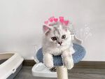 萌宠 金吉拉 可爱小猫