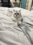可爱的小猫 萌宠 金吉拉