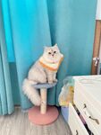 宠物小猫 萌宠 金吉拉 