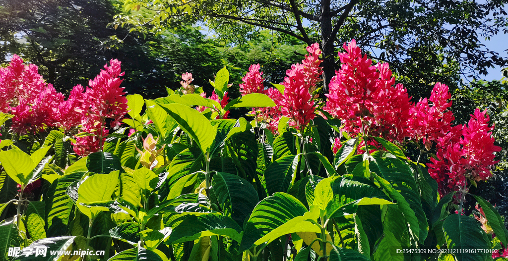花