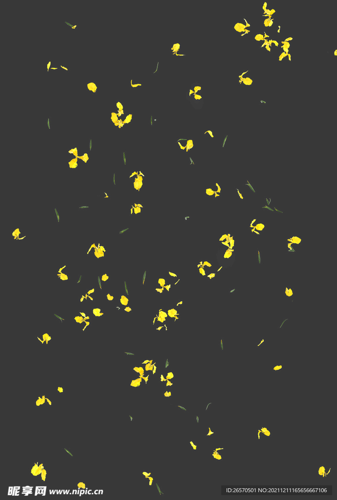 飘落的黄色鸢尾花