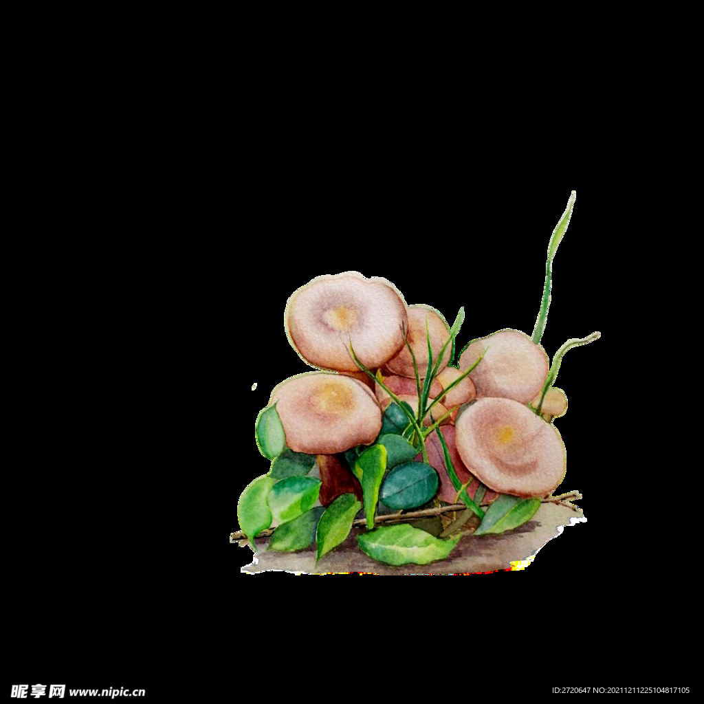 蘑菇