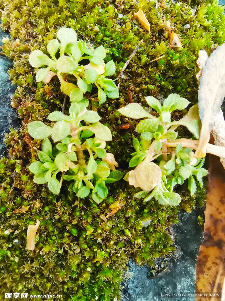 苔藓