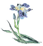 国画百花争艳 