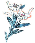 国画百花争艳 