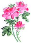 月季花