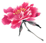 牡丹花