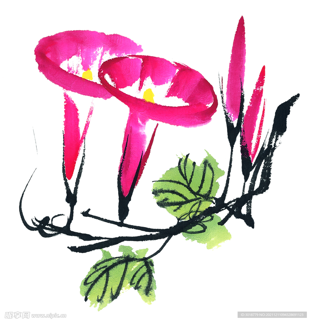牵牛花