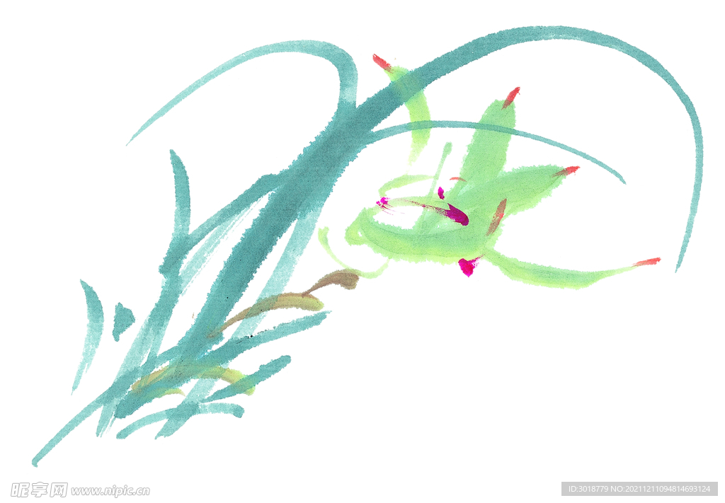 兰花